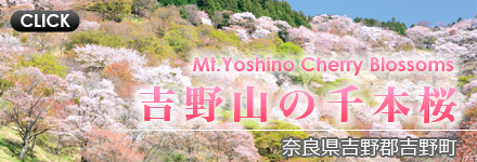 【春】吉野山の千本桜