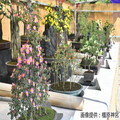 橿原菊花展（例年10月20日～11月23日開催）
