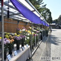 橿原菊花展（例年10月20日～11月23日開催）