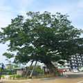 【今井町】シンボルツリー樹齢400年のエノキ
